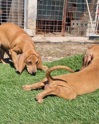 Cuccioli Segugio Italiano pelo raso da Lepre