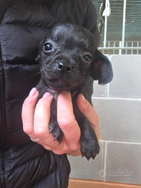 Mix chihuahua spaniel