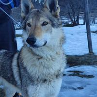 Cane lupo cecoslovacco disponibile per monte
