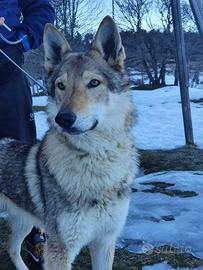 Cane lupo cecoslovacco disponibile per monte