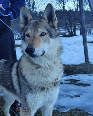 Cane lupo cecoslovacco disponibile per monte