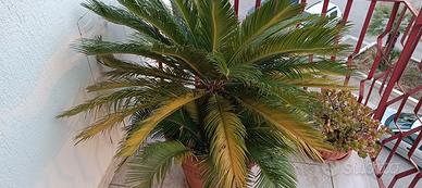 CYCAS DIAMETRO VASO 60CM ALT. 120CM