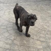 Mastino napoletano-corso cucciola