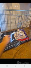 Gabbia per cani di taglia piccola