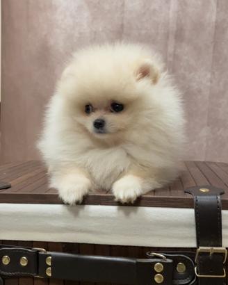 Pomerania femmina bianca