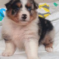 Pastore australiano con pedigree enci