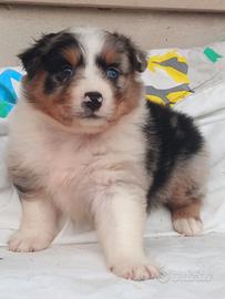 Pastore australiano con pedigree enci