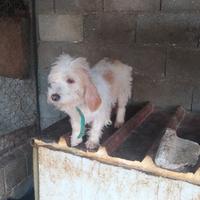Cani pronto caccia