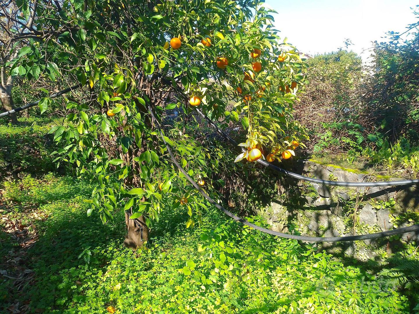 Terreno - Giarre - Vista 4