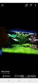 acquario completo 70 lt in acrilico 