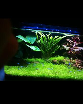 acquario completo 70 lt in acrilico 