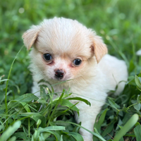 Chihuahua pelo. Lungo con pedigree