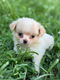 Chihuahua pelo. Lungo con pedigree