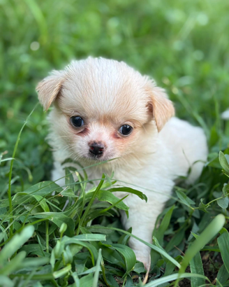 Chihuahua pelo. Lungo con pedigree
