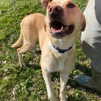 Lily 2 anni mix labrador