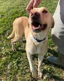 Lily 2 anni mix labrador