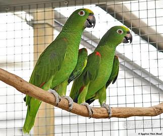 S.c.a.mbio Parrocchetti x COPPIA AMAZZONE F.G
