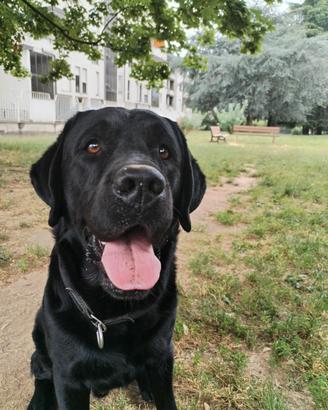 Maschio Labrador