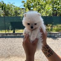 Spitz pomerania mini toy