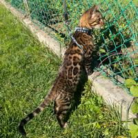 Bengala maschio per monta