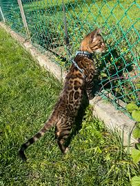 Bengala maschio per monta