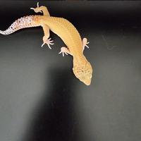 Geco leopardino