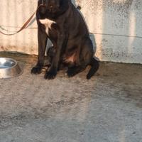 Maschio cane corso