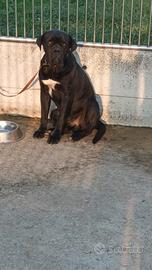 Maschio cane corso