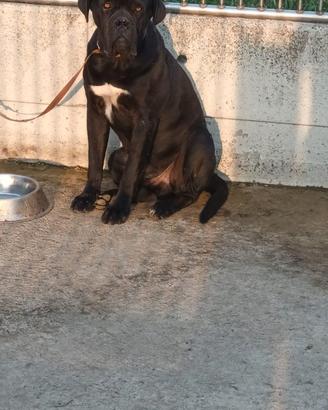 Maschio cane corso