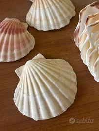 Conchiglie per Découpage