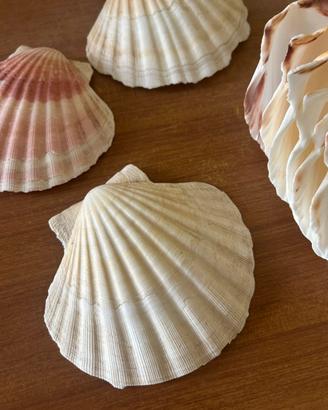 Conchiglie per Découpage