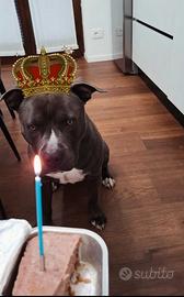 Stallone per monta Amstaff blue