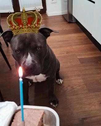 Stallone per monta Amstaff blue