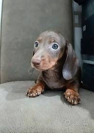 Cucciolo di bassotto cioccolato