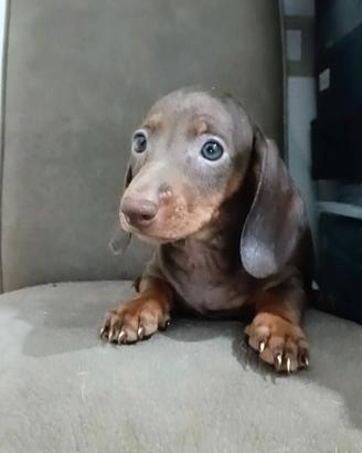 Cucciolo di bassotto cioccolato