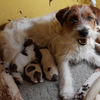 Jack Russell Terrier pelo ruvido