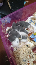 Topini domestici carinissimi