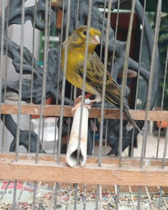Librido verzelino