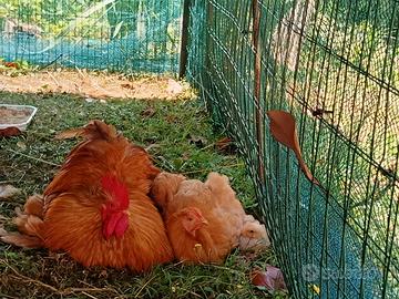 Gallina cocincina nana