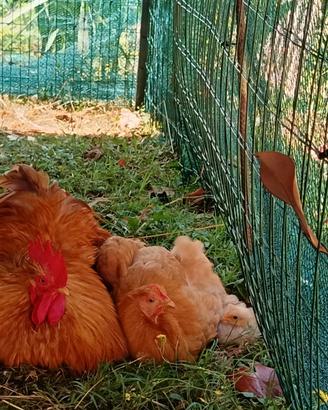 Gallina cocincina nana