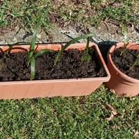Piantine e piante di palma