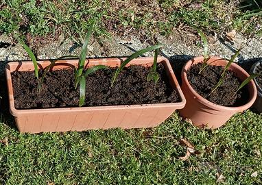 Piantine e piante di palma