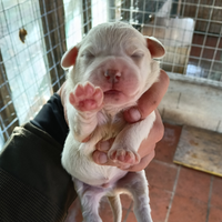 Cuccioli Lagotto cocker
