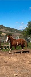 Cavallo