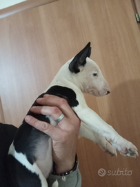 Cuccioli bull terrier