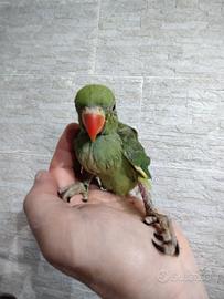Parrocchetto dal collare allevato a mano
