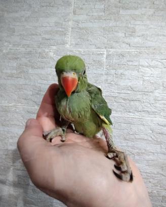 Parrocchetto dal collare allevato a mano