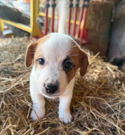 Jack russell