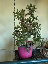  albero di giada 