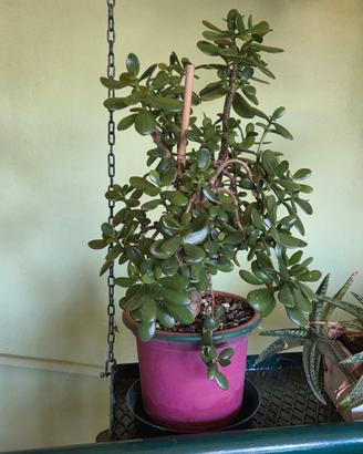  albero di giada 